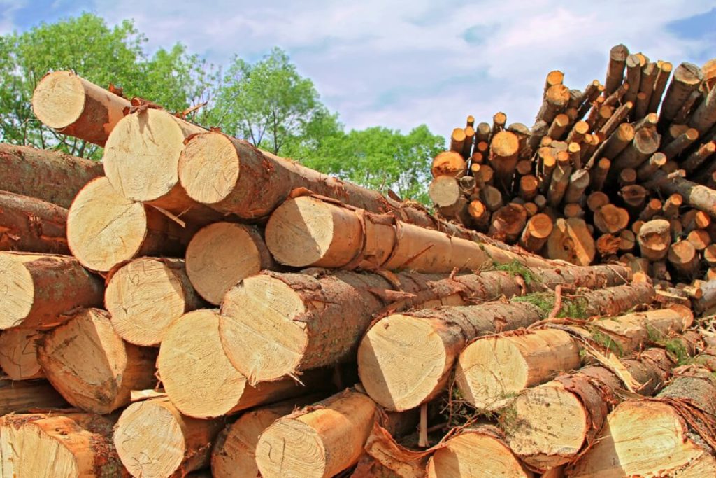 چرا بهترین چوب برای مبل چوب راش است؟